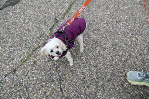 Small white dog in a purple jacket on a leash, looking up on a gravel path.