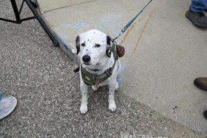 A Dalmatian dog sitting on a sidewalk, looking up.