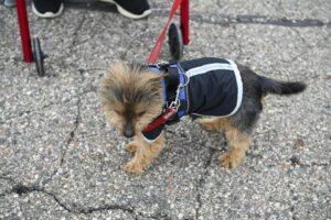 Small dog in a black jacket on a leash outdoors.