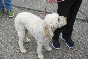 A curly white dog on a pink leash standing on pavement.