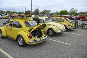 Yellow classic Volkswagen Beetles lined up with open engine compartments.