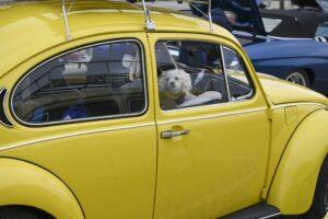 A small white dog sitting inside a yellow vintage car, looking out the window.